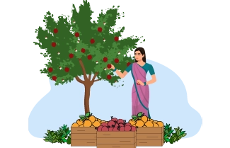 Crates of Fruits and Fruit bearing tree